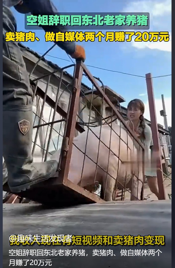 辞职空姐转型养猪大户，笑称自己被腌制成“猪场味女孩”