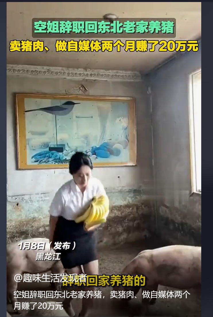辞职空姐转型养猪大户，笑称自己被腌制成“猪场味女孩”