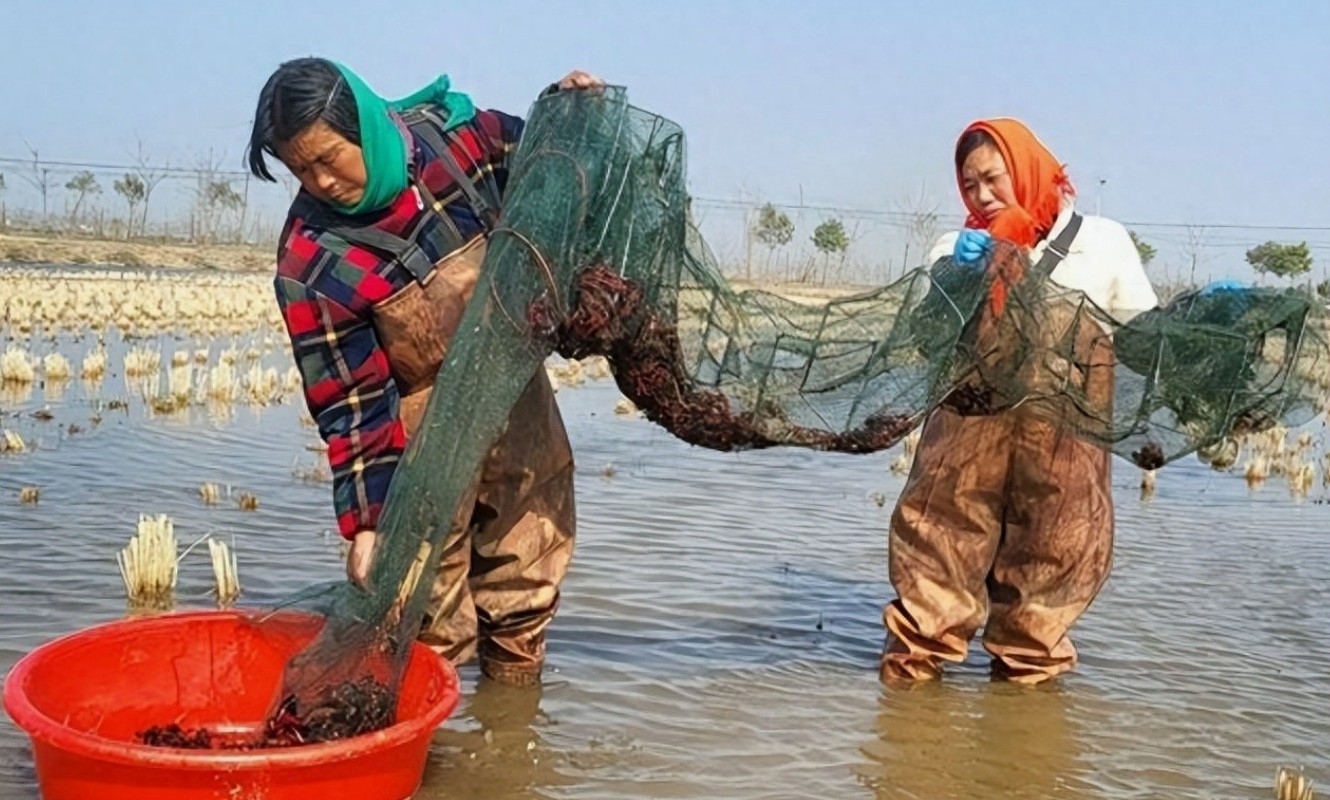 从万元暴利到血本无归：小龙虾价格暴跌危机