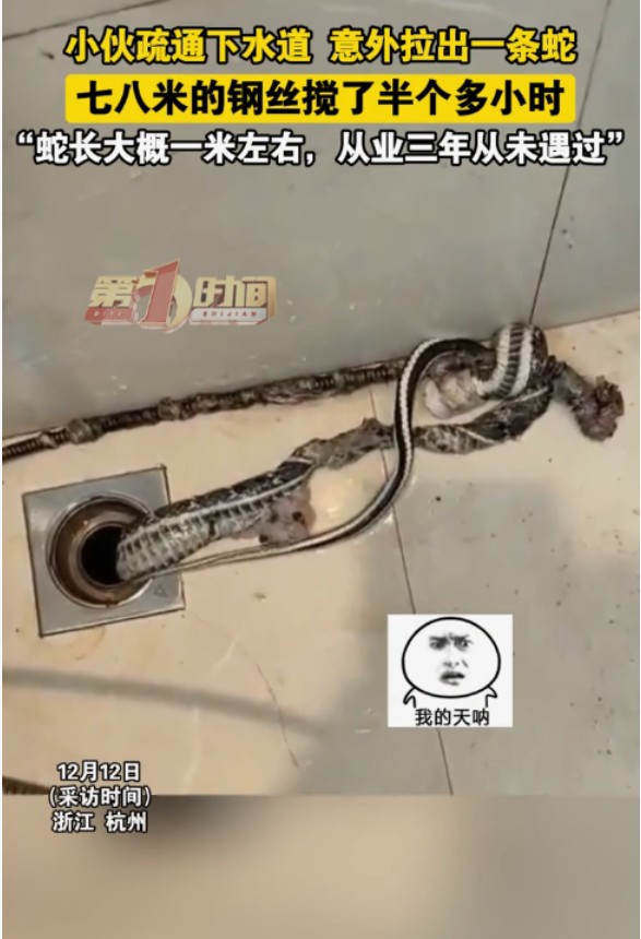 惊魂一刻！杭州家政师傅疏通下水道竟捞出1米长死蛇