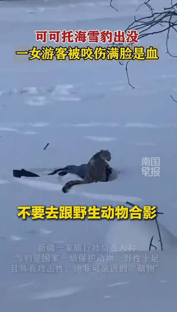 可可托海女游客无视警告凑近雪豹拍照，惨遭毁容式攻击