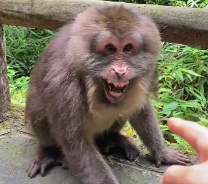 峨眉山猴子抢手机，管理员竟揪猴王“胖揍”来解围？